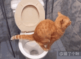 喵星人gif:天呐,我竟然在看一只猫在上厕所!