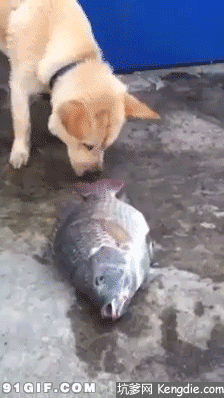 壁纸 动物 狗 狗狗 224_398 gif 动态图 动图