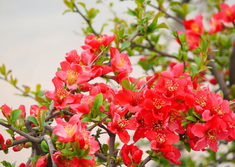 这种花种植在家里,有招财进宝的寓意,但是