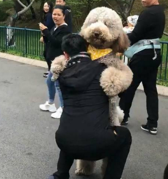 巨型泰迪犬不愿意回家被主人扛着回去网友笑喷 养狗也是一项体力活 看点快报