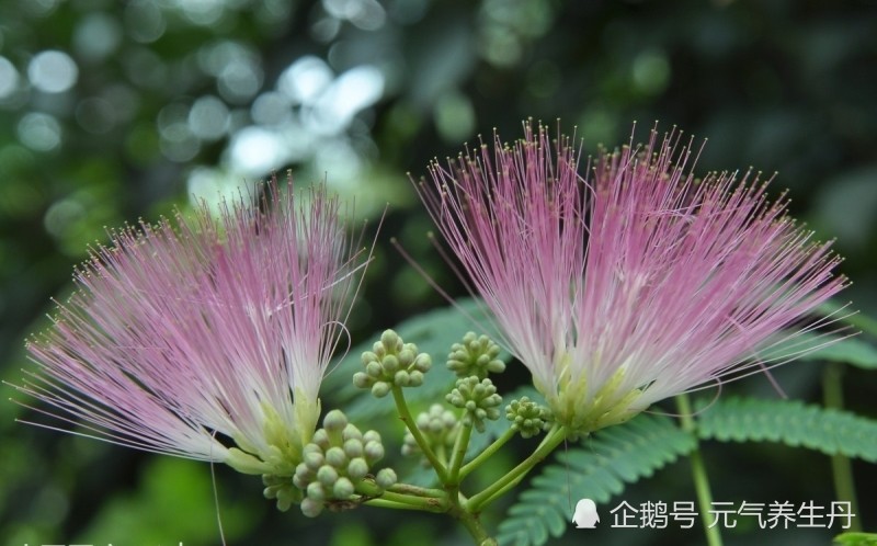 合欢开花如绒簇,多为粉红色,有些是正红色的,绒球状的合欢花不但可爱