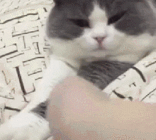 猫咪首次经历地震吓懵逼,全身石化,表情呆滞,内附猫咪