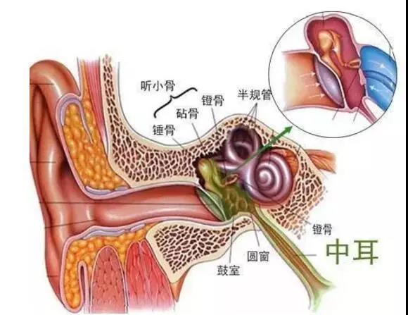 耳部结构剖析图 耳鸣,某些疾病的警报 有些耳鸣常先于其他症状前发生