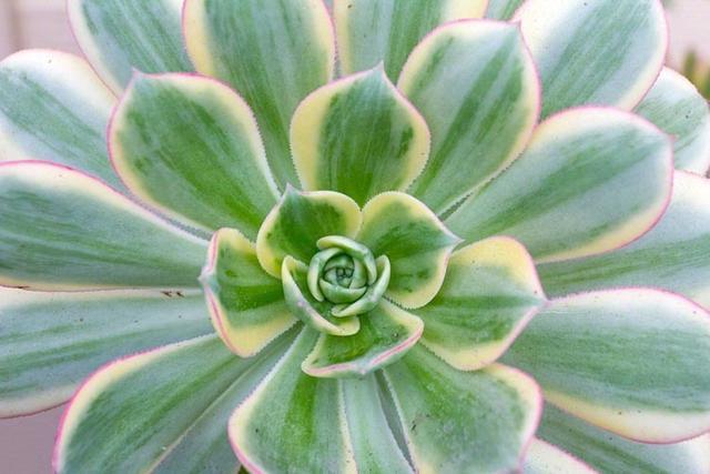 多肉里最近很火的一个品种 灿烂法师英文 Aeonium Sunburst 看点快报