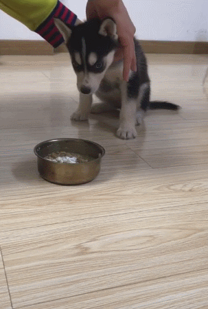 二哈,狗狗,小二哈