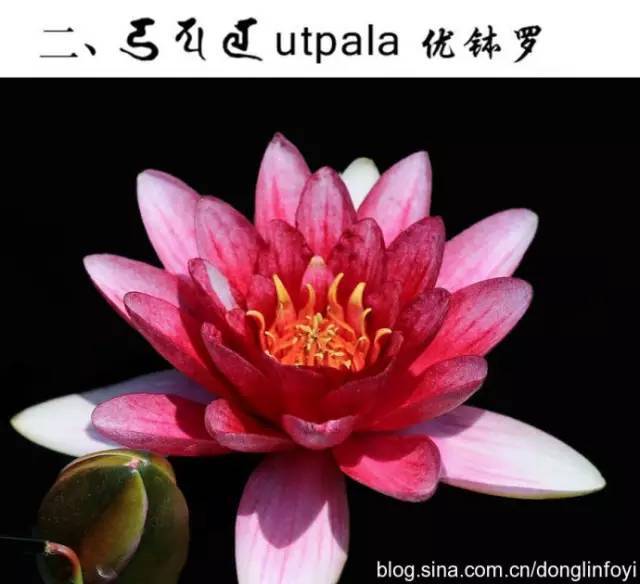 佛教经典中所说的五种莲华,你都知道吗?