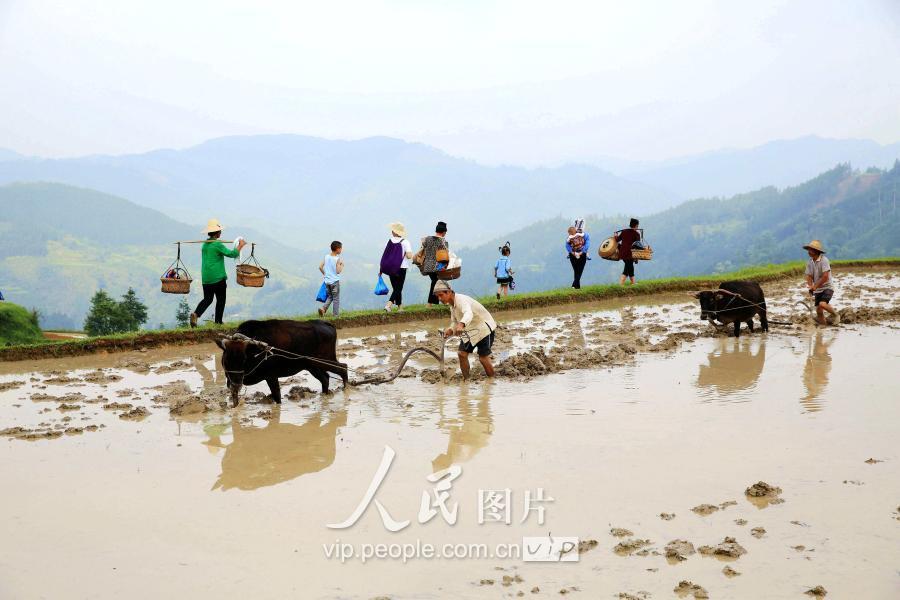 贵州黎平:展传统农耕文化 助乡村旅游增收