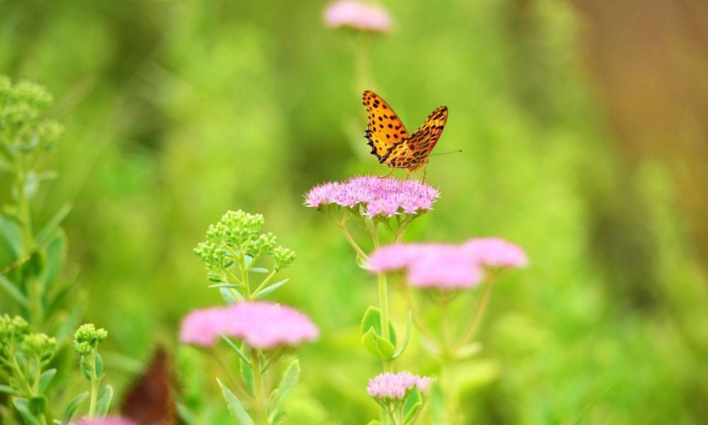 蝴蝶,蝶恋花,花恋蝶,庄周一梦一生蝶,一生蝴蝶梦庄周