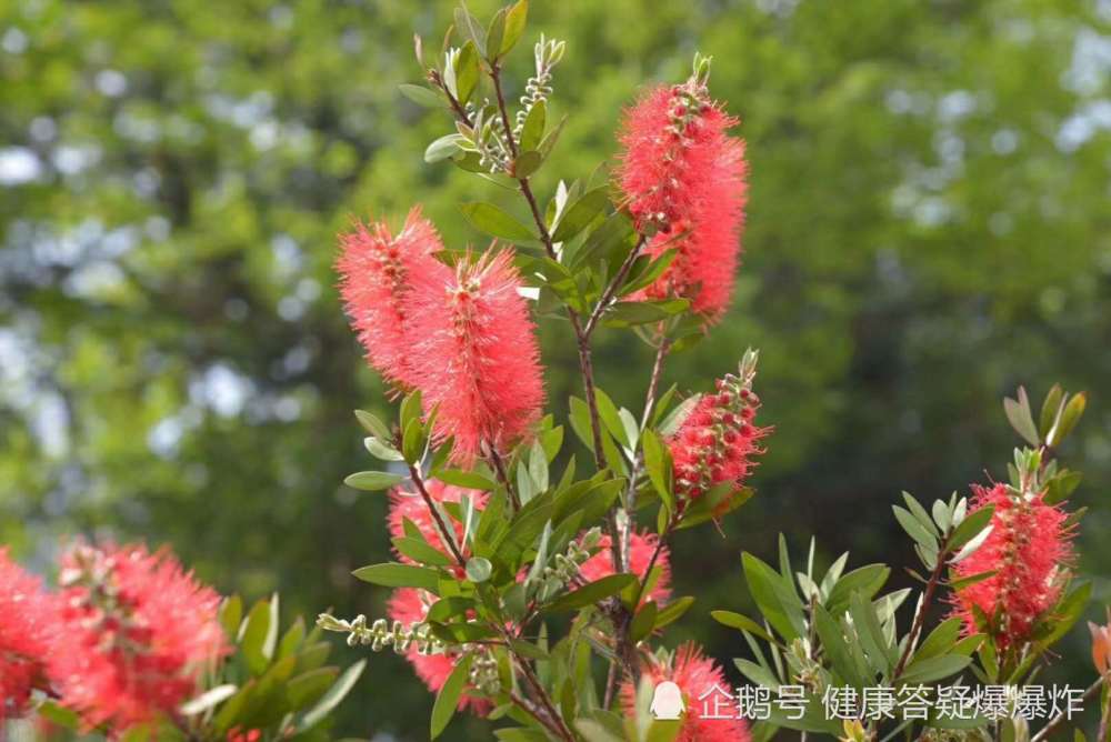 农村大爷说:此花对男人有奇效,我爬了2座山拍