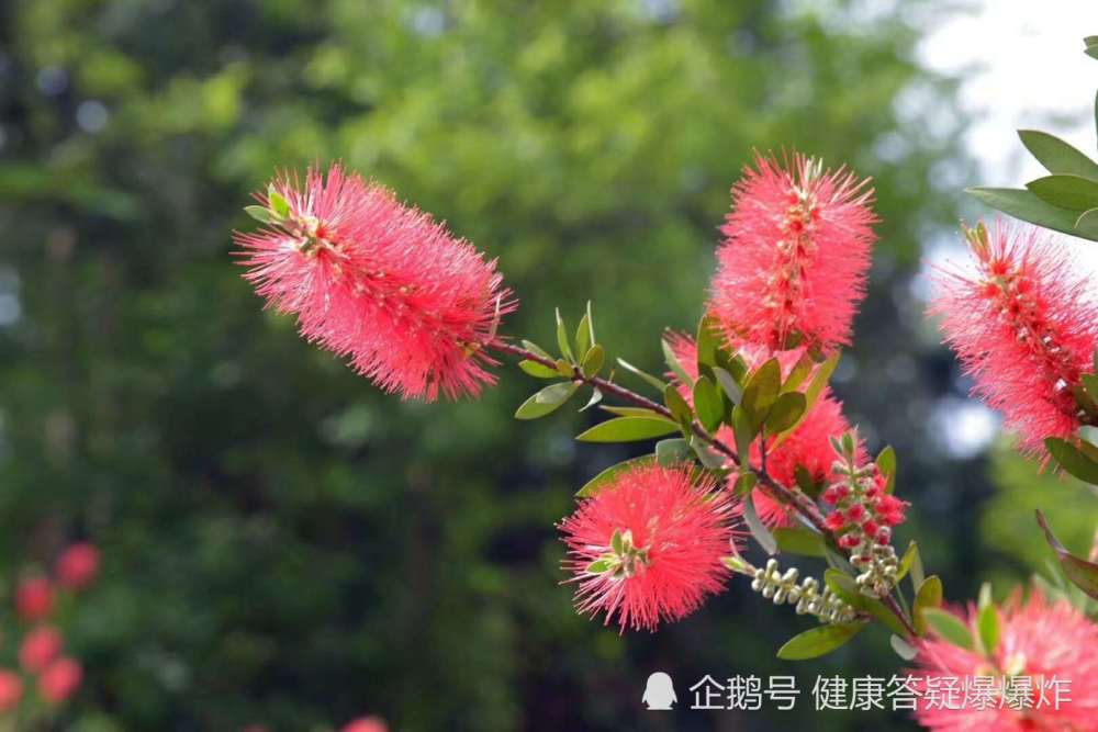 农村大爷说:此花对男人有奇效,我爬了2座山拍