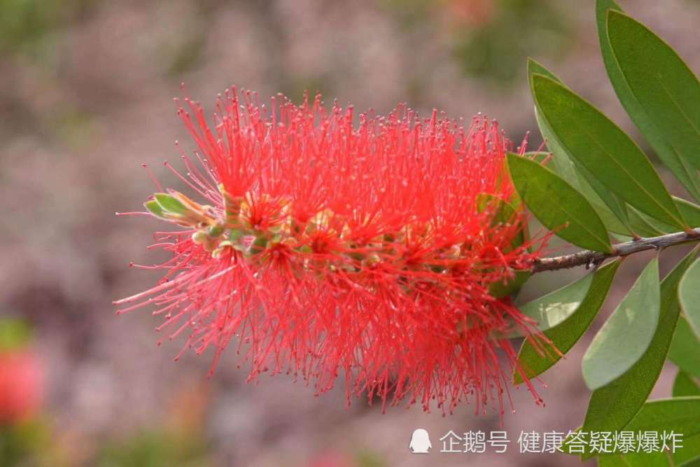 农村大爷说:此花对男人有奇效,我爬了2座山拍