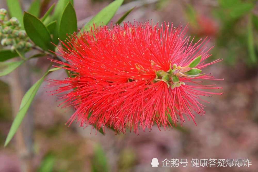 农村大爷说:此花对男人有奇效,我爬了2座山拍