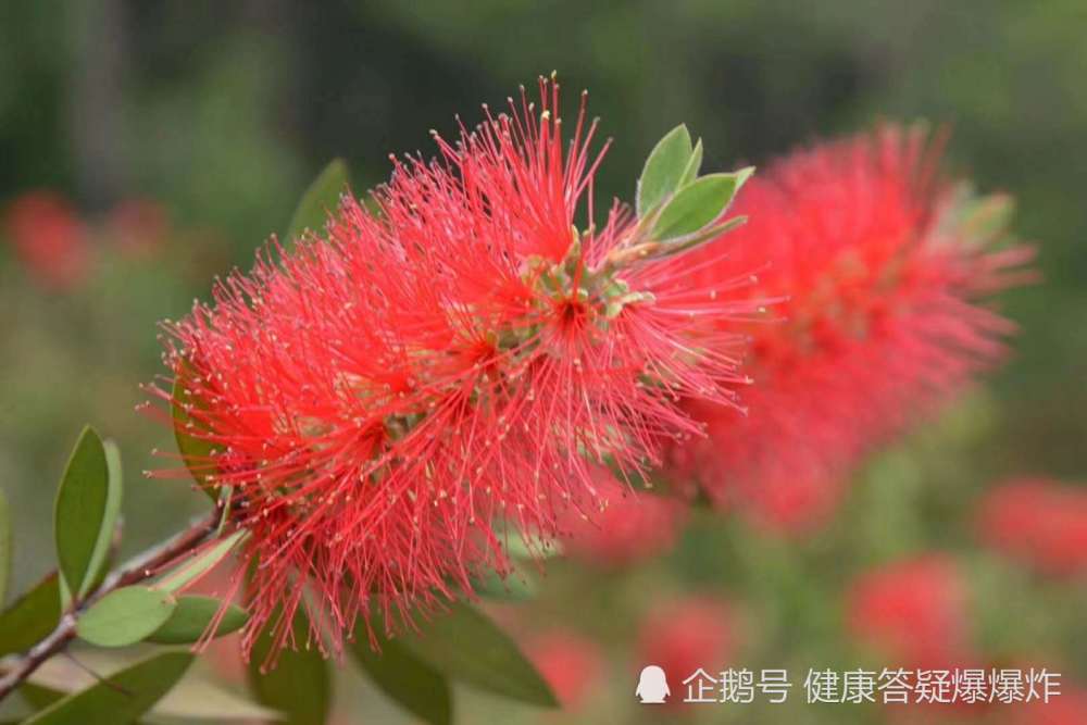 农村大爷说:此花对男人有奇效,我爬了2座山拍