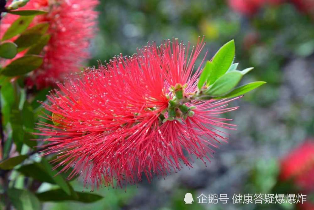 农村大爷说:此花对男人有奇效,我爬了2座山拍