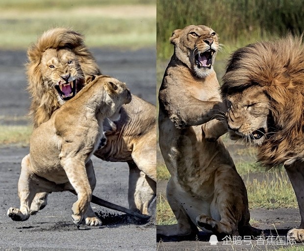 罕见一幕!狮子夫妇吵架 母狮对公狮怒吼还大打出手