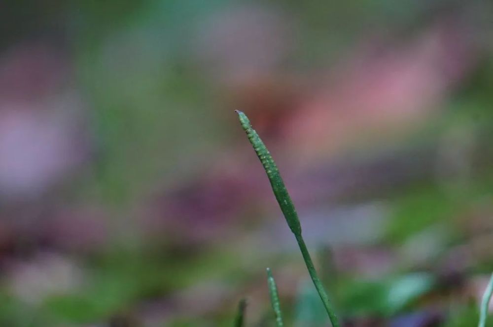 瓶尔小草,一矛一盾可治蛇伤