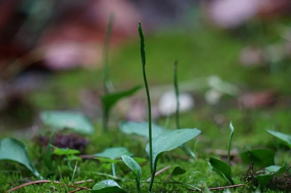 瓶尔小草,一矛一盾可治蛇伤