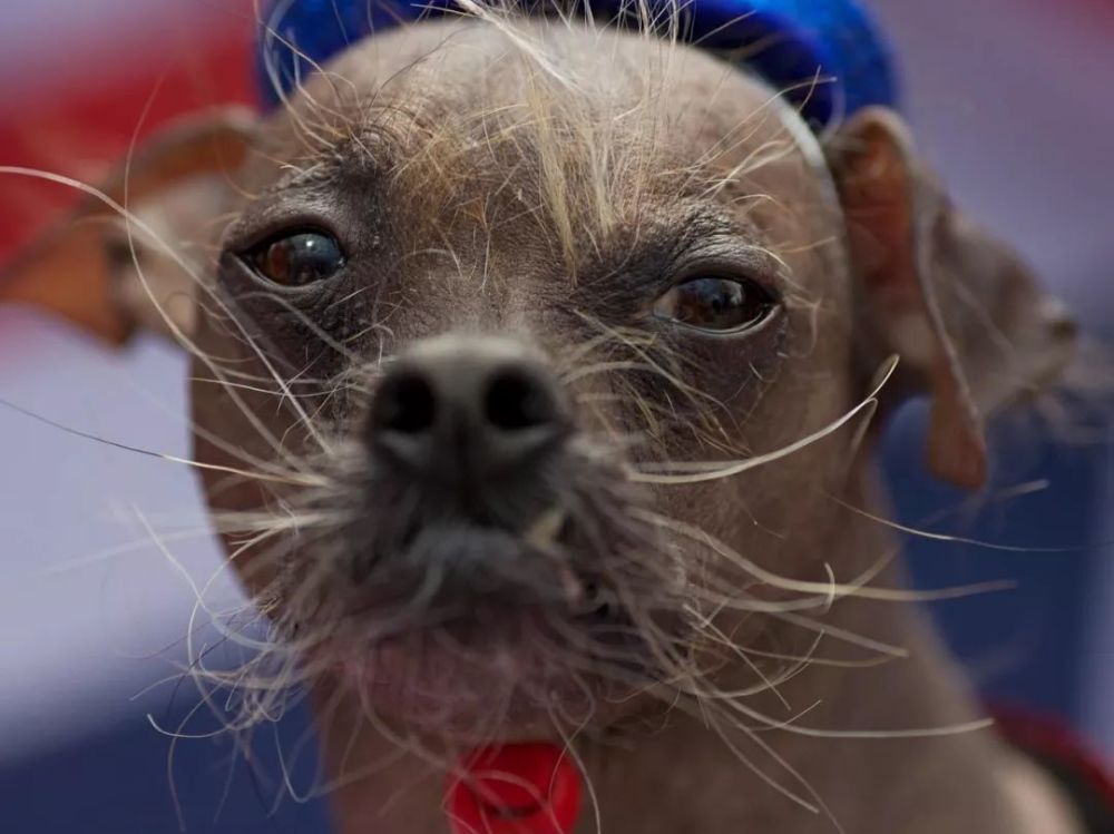 这只中华冠毛犬，蝉联世界最丑狗冠军，一辈子吃饭不花钱-天天快报