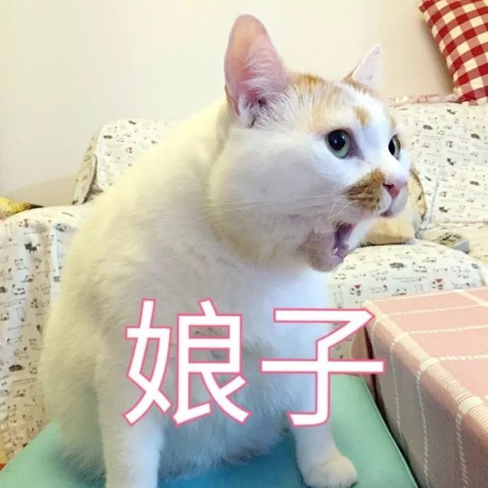 猫咪表情包:我的刀呢?