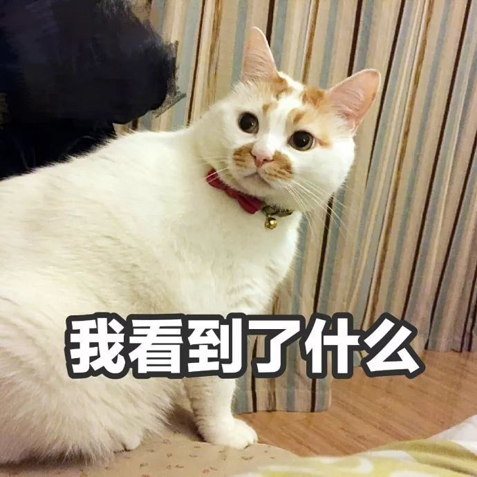 猫咪表情包:我的刀呢?