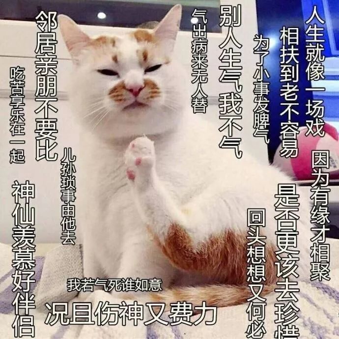 猫咪表情包:我的刀呢?