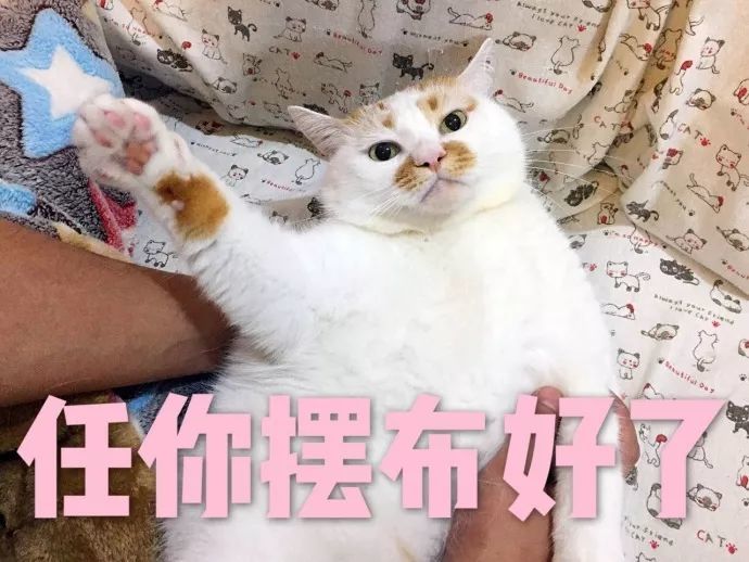 猫咪表情包:我的刀呢?