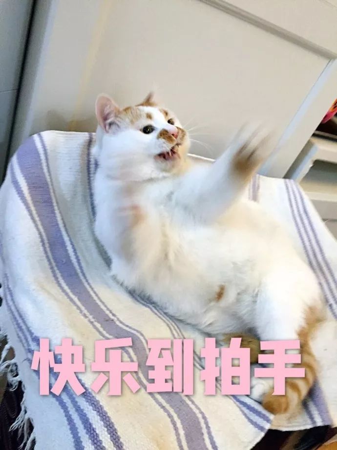 猫咪表情包:我的刀呢?