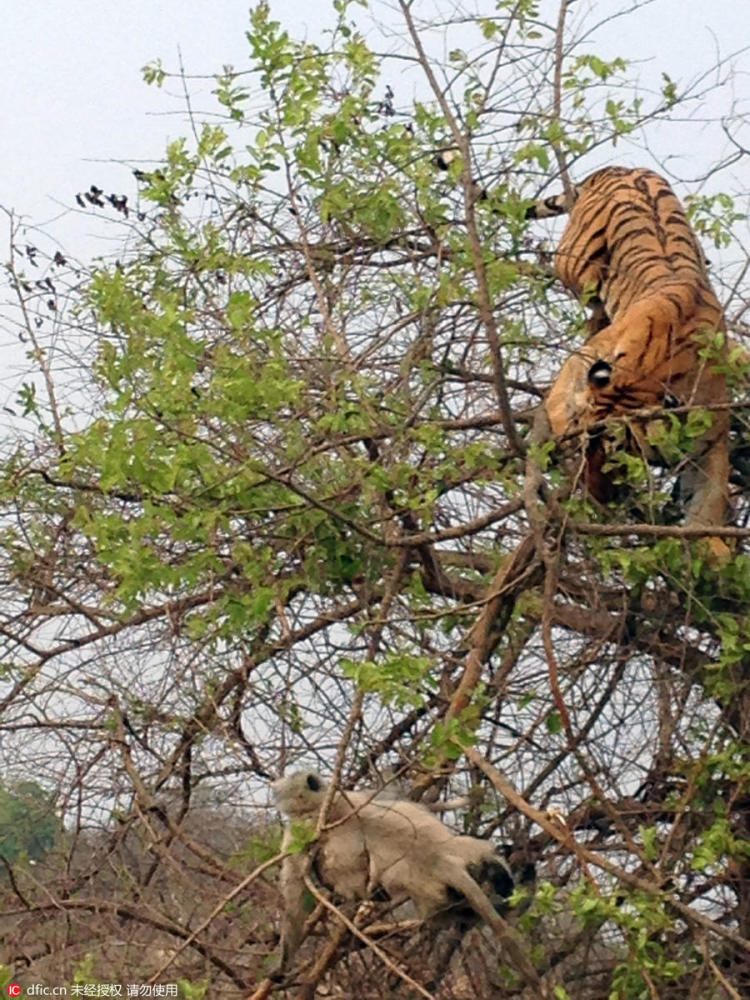 老虎树上狩猎猴子 不慎摔个大马趴_学生时代网
