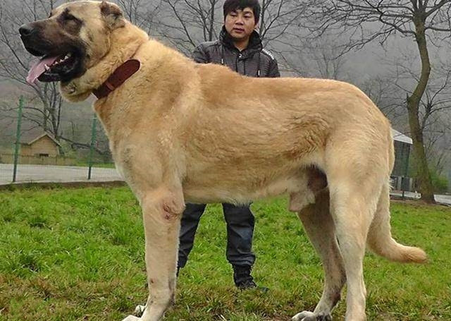 盘点6种超大型犬,最大的比人还高,谁遛谁还不一定呢!