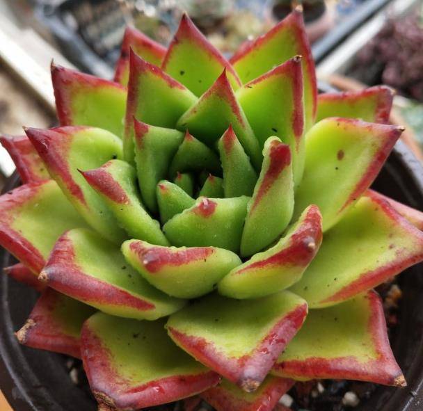 想让多肉植物漂亮 用盆和浇水有技巧 盆大不一定好 看点快报
