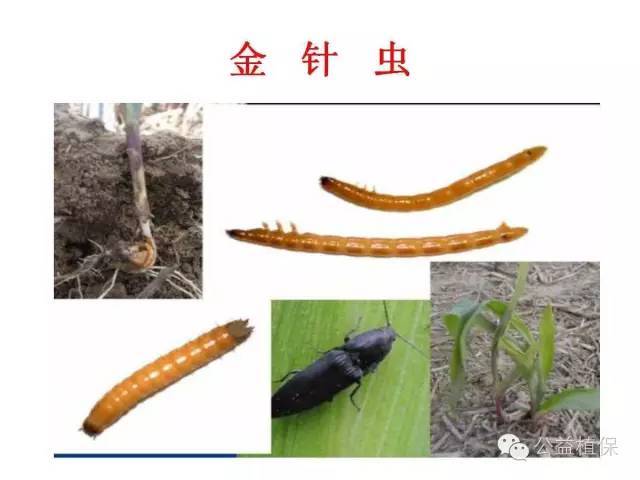 玉米,虫害,幼虫,蚜虫,白僵菌,玉米螟