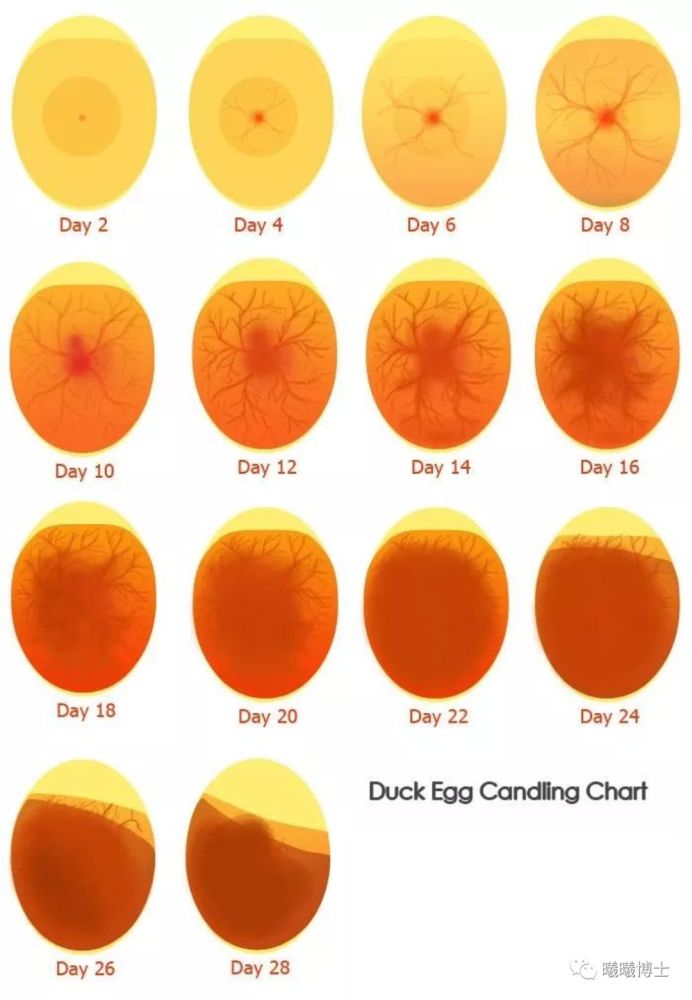 从鸡蛋到小鸡的21天 鸡的胚胎发育全过程