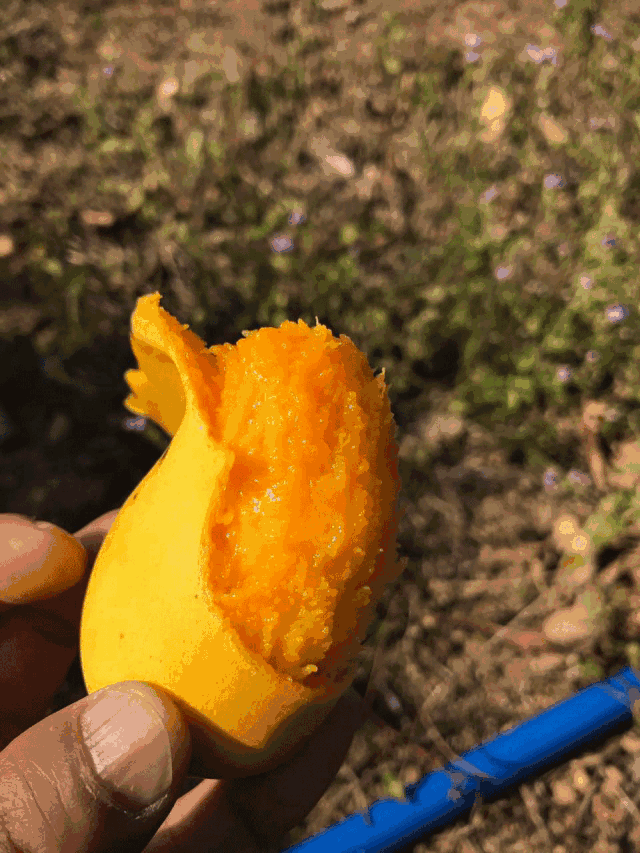 小台芒—小小身材,大大美味