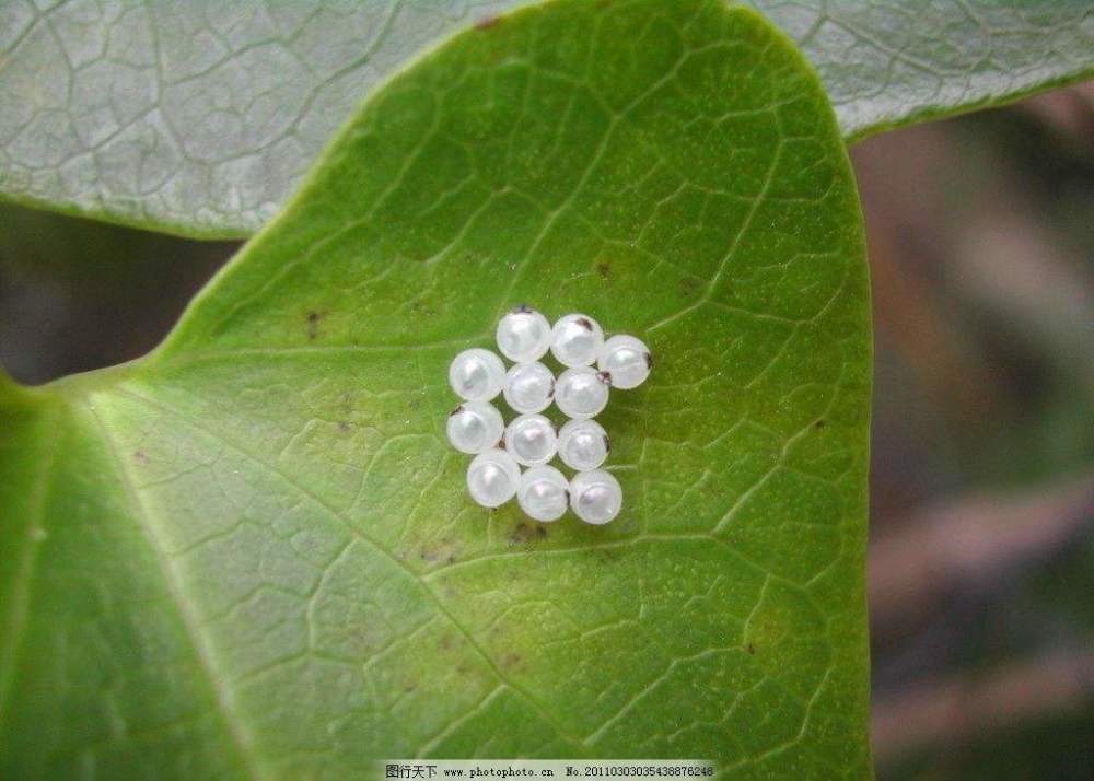 黄斑椿象的卵