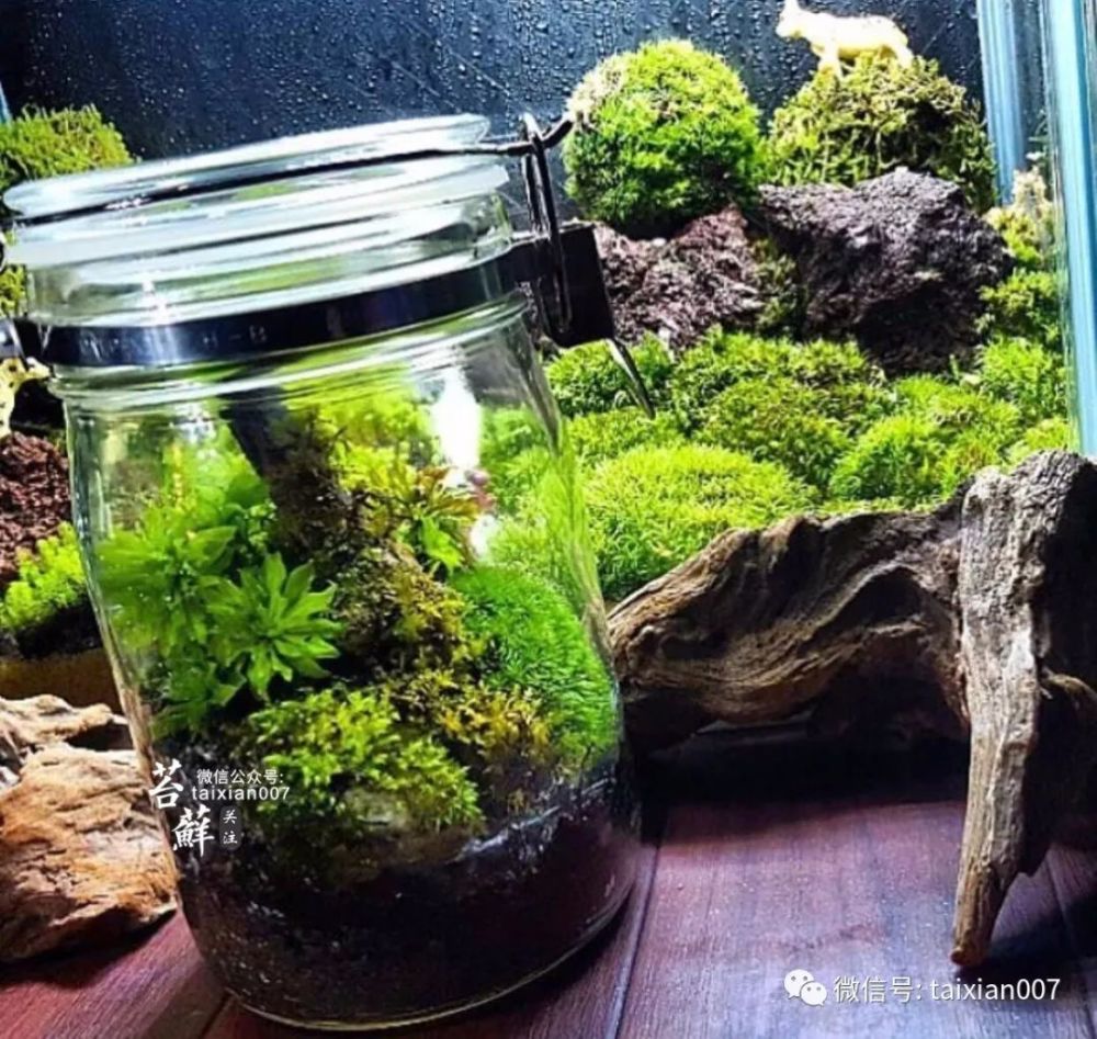 苔藓微景观生态瓶作品欣赏
