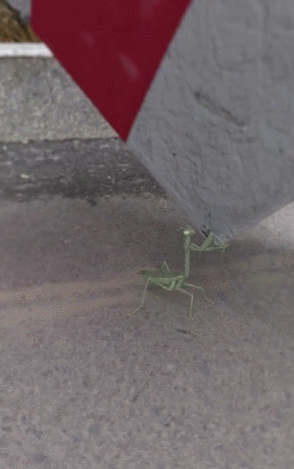 螳螂举起一块大石头,路人不敢相信,力量真有这么大?