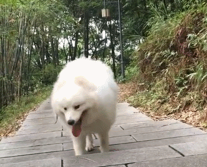 萨摩耶一下摔了个狗啃泥,急中生智竟做出这种举动化解
