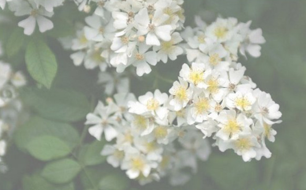 开到荼蘼花事了,《红楼梦》里出现的荼靡花,却