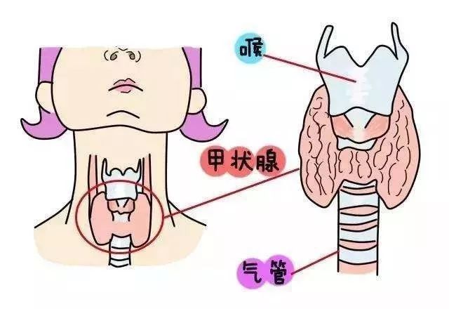 6月2日北京协和医院甲状腺"大咖"再次驾临矿山医院