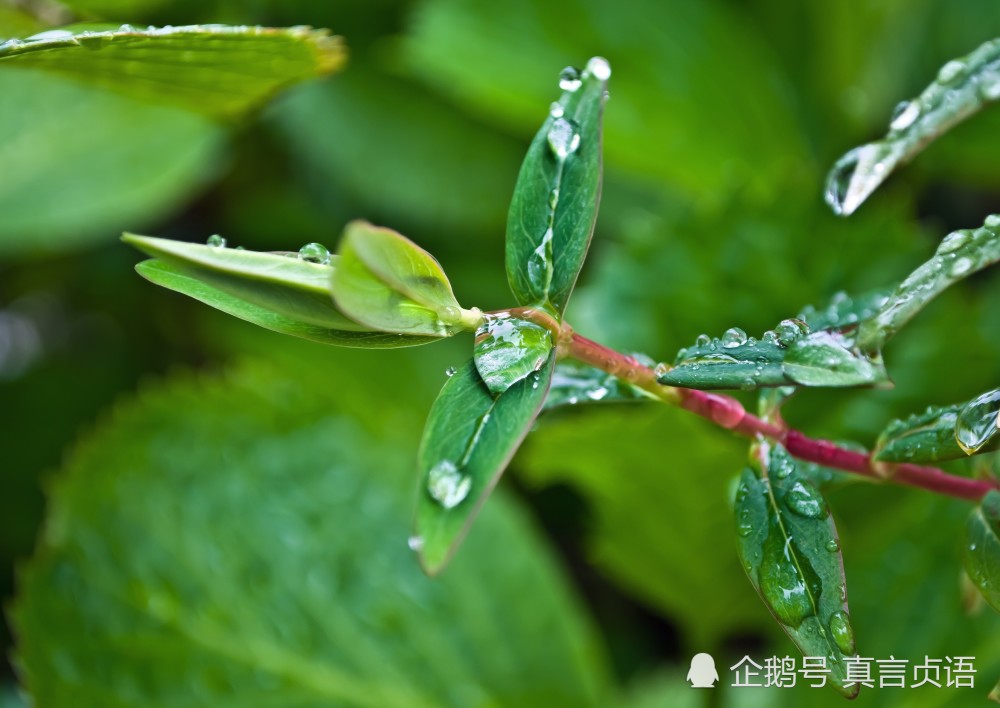 邱燕组诗:踏歌而行丨游大泉村丨念你丨立夏雨夜丨拷丨三月的雨