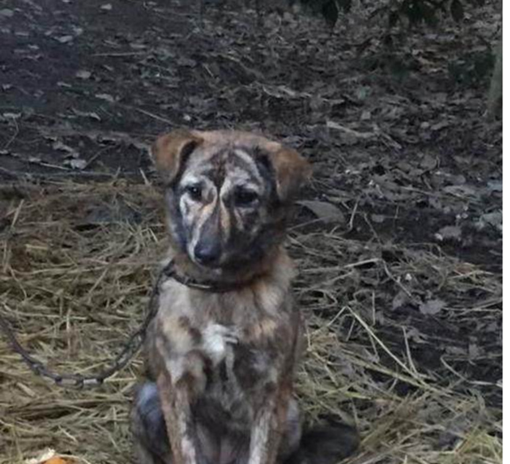 农村老人养了只虎斑犬,不识货的人以为是土狗,老人听了哭笑不得