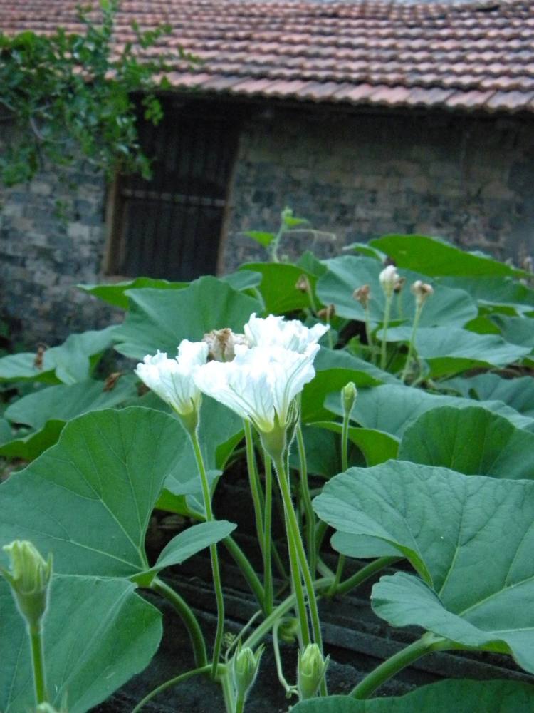 纯洁的象征 葫芦花 看点快报