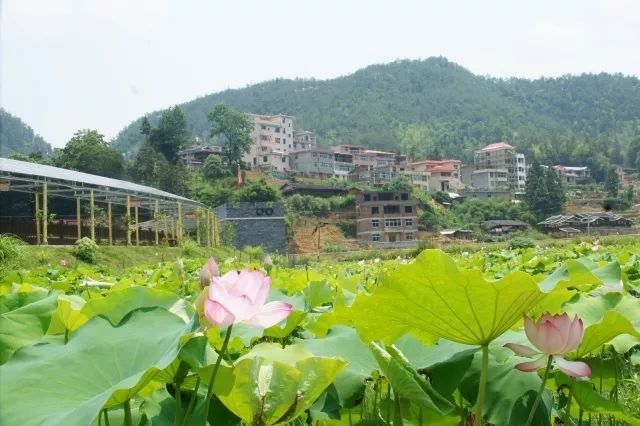 大田县,旅游景区,景点,桃源镇,屏山乡