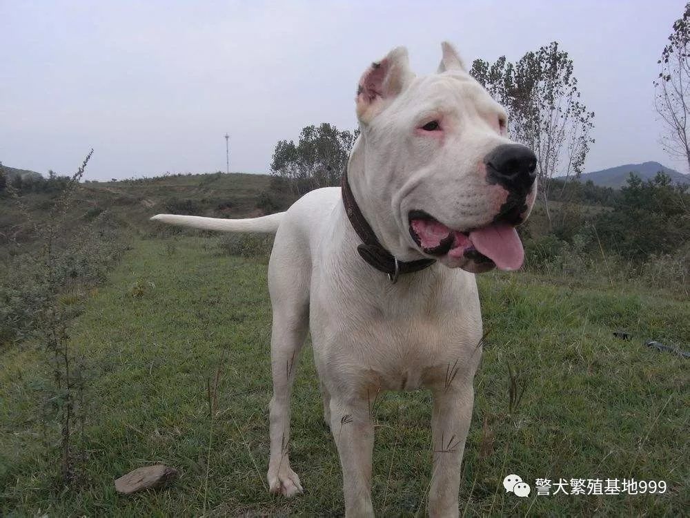 哪里有卖杜高的杜高多少钱杜高幼犬哪里有卖的杜高幼犬多少钱一只 看点快报