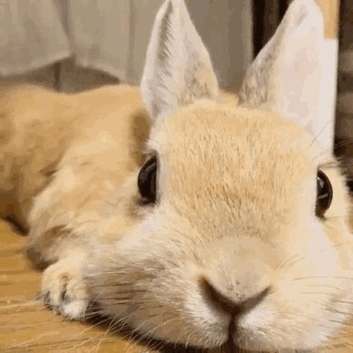 童话里的故事都是骗人的,你家兔子今天跳了吗?