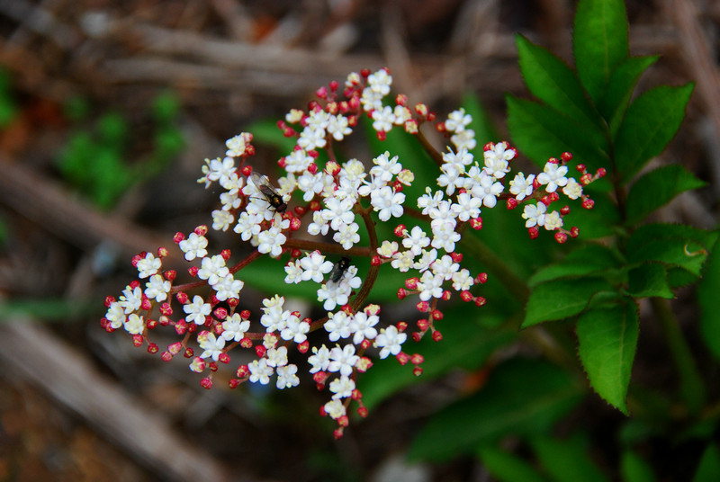 这种草开花有恶臭味,砍断后会流出血液,却是
