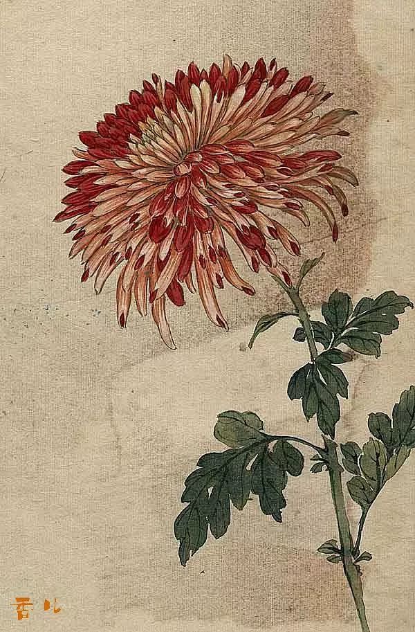 画菊专家的菊花与他的百花图集
