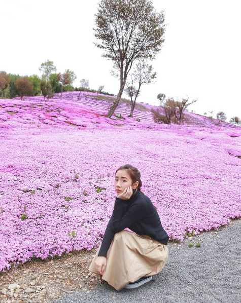 6月北海道赏紫樱10公顷花海饱眼福 看点快报