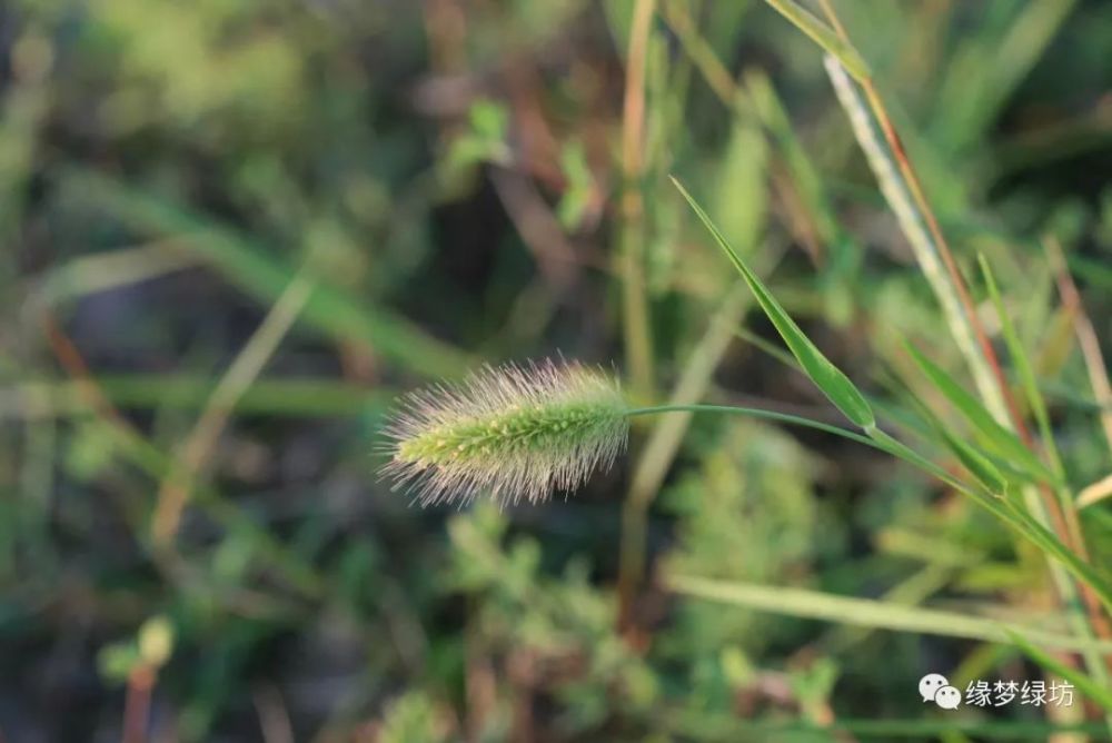 禾本科狗尾草属,一年生草本植物.根为须状,高大植株具支持根.