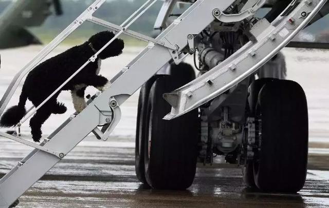 常州国际机场"萌宠运输"上线 宠物可以单独乘飞机了